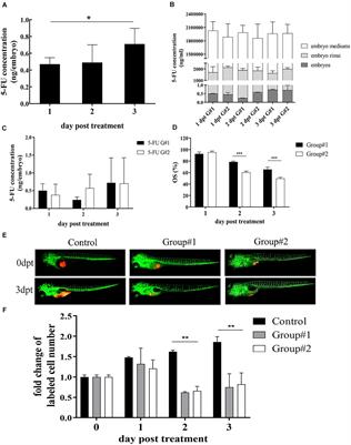 Prediction of Sensitivity and Efficacy of Clinical Chemotherapy Using Larval Zebrafish Patient-Derived Xenografts of Gastric Cancer